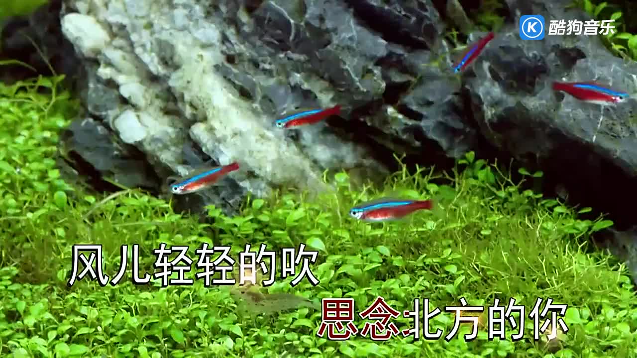 谢军 - 山谷里的思念